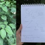 an image of a plant with a sketchbook beside it with a sketch of the plant