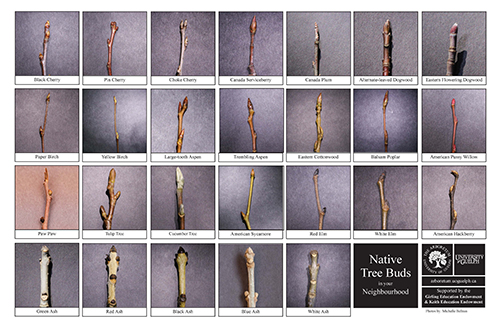 Native Tree Bud Biodiversity Sheet - page one
