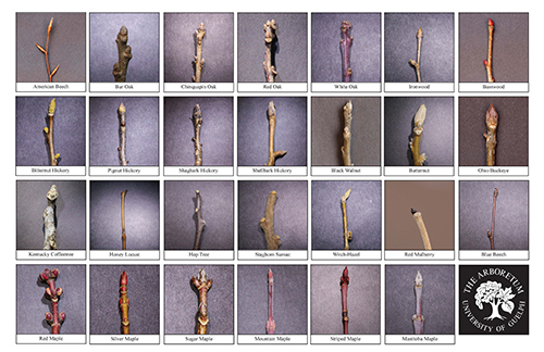 Native Tree Buds Biodiversity Sheet - page 2