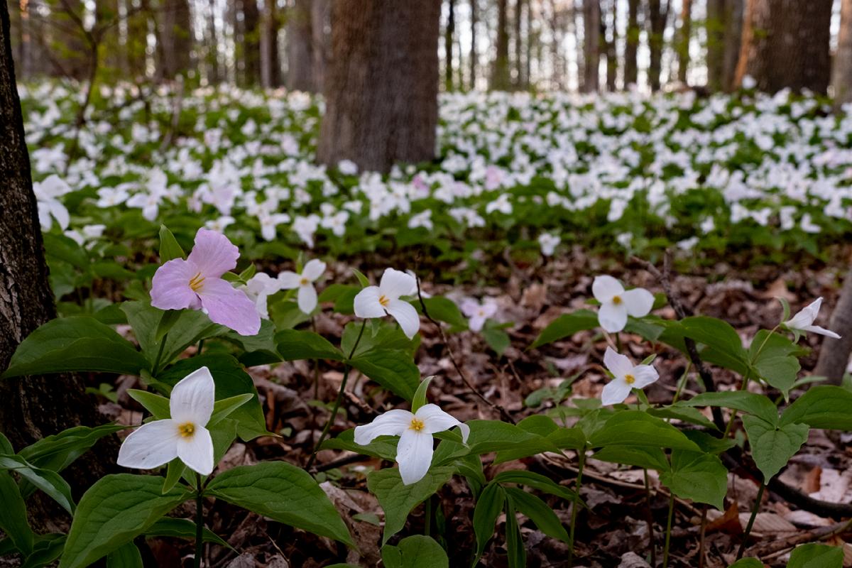 A colour photo of Trilliums at dusk in Victoria Woods