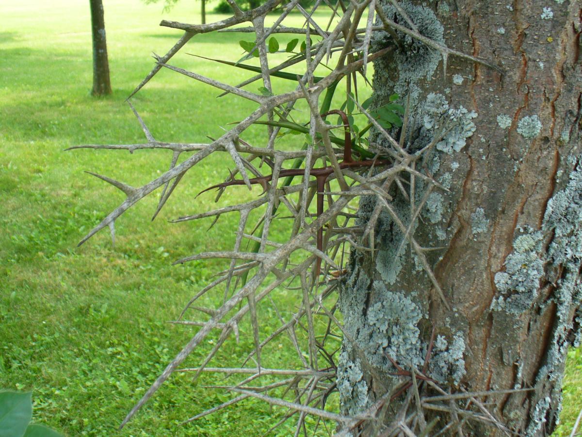 Gleditsia thorns 