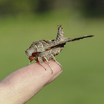 Lettered Sphinx on a finger