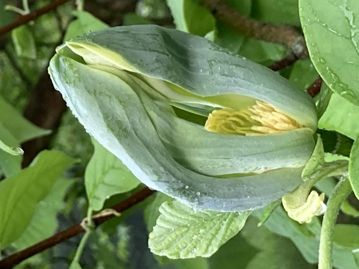 Magnolia acuminata flower