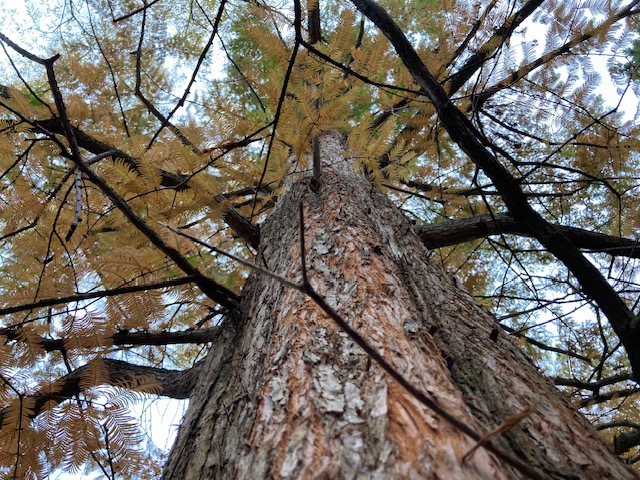 Metasequoia trunk view