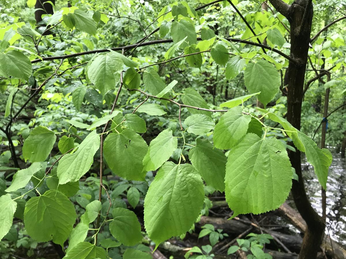 Mulberry Leaves