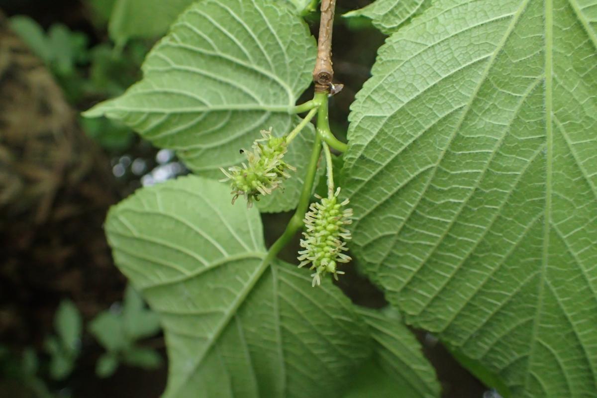 Red Mulberry Fruit