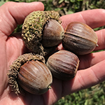 4 acorns in a hand