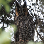 Long-eared Owl