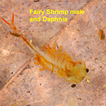 photo of fairy shrimp male and Daphnia