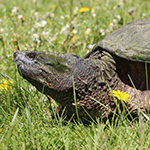 Common Snapping Turtle head