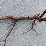 Runner with Root Sections