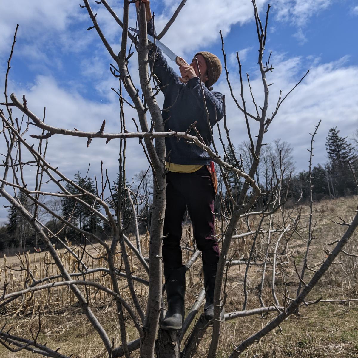 person pruning a pear tree