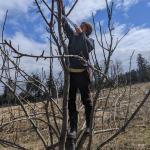 restoring fruit trees