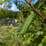 Cecropia Moth Caterpillar photo by Joseph Langlois
