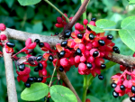 Colour photo of seeds on a tree branch
