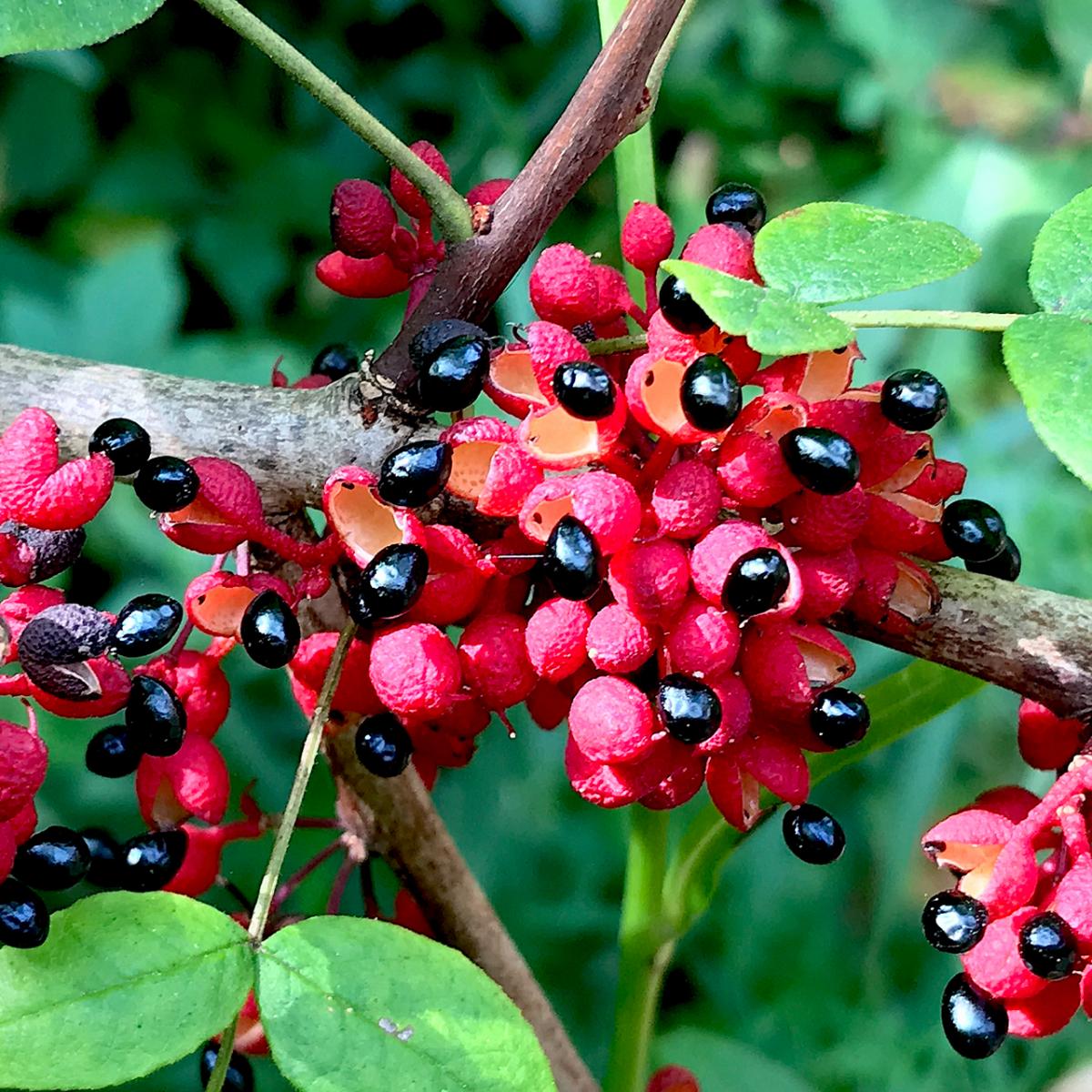 Colour photo of seeds on a tree branch
