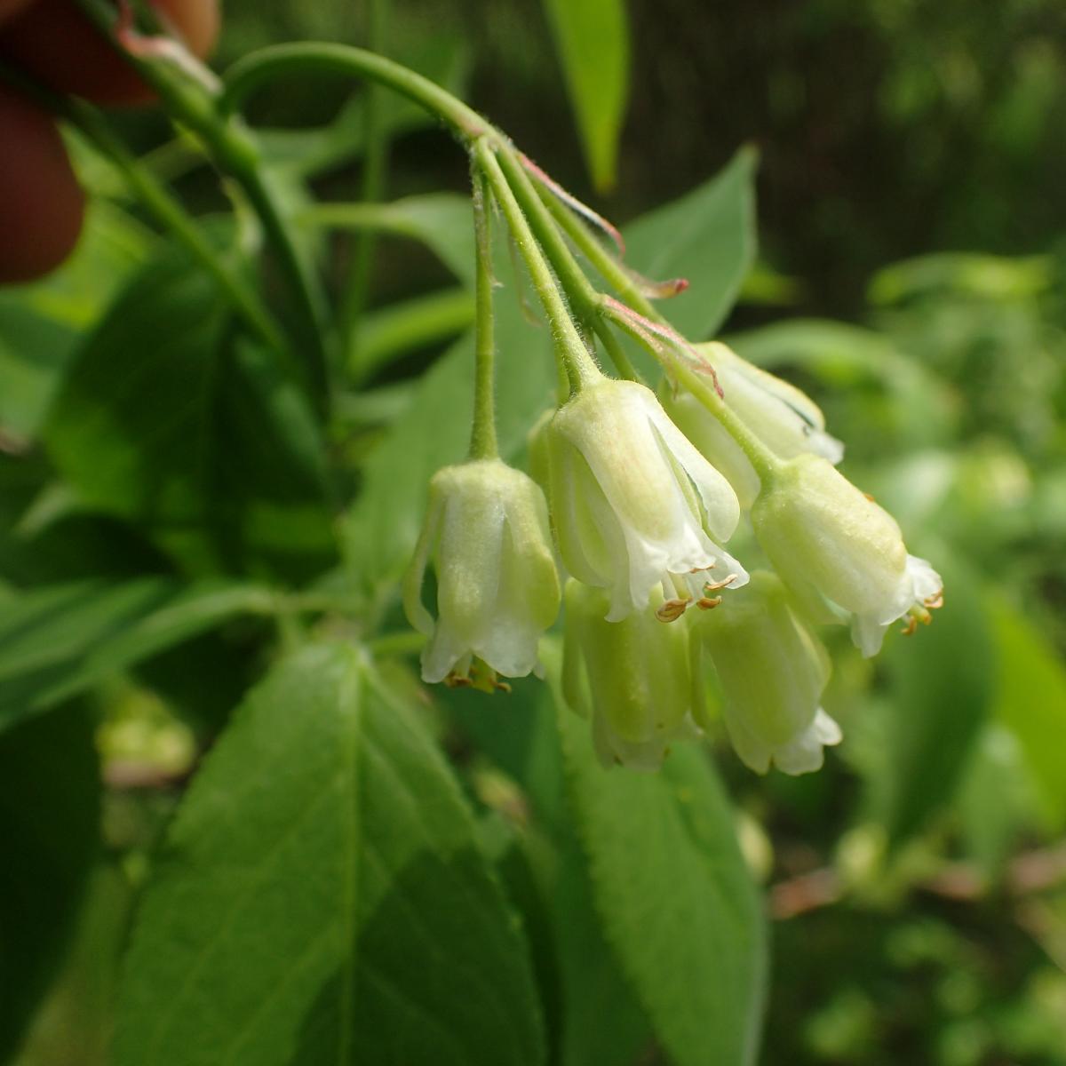 Bladdernut - Staphylea trifolia