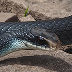 Blue Racer snake