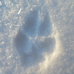 fox track in snow photo by Tamara Anderson