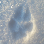 Animal Tracking Workshop