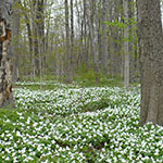 Victoria Woods with trees and trilliums