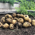 Potatoes and asparagus