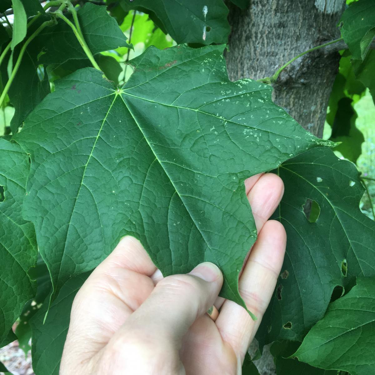 hand holding Maple leaf