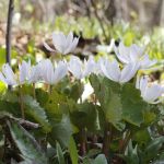 Bloodroot, photo by Christa Wise