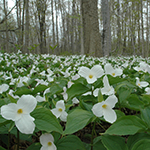Trilliums photo by Christa Wise