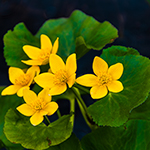 Marsh Marigold Spring Wildflower