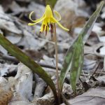 Yellow Trout Lilly, photo by Christa Wise