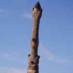 tip of tree branch in winter