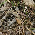 American Woodcock, photo by Allison Pezzack