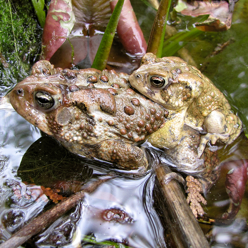 colour photo of 2 toads one wrapped around the back of another in a pond 
