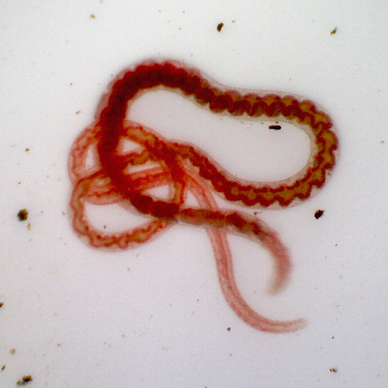 colour photo of an underwater transparent work with red internal organs