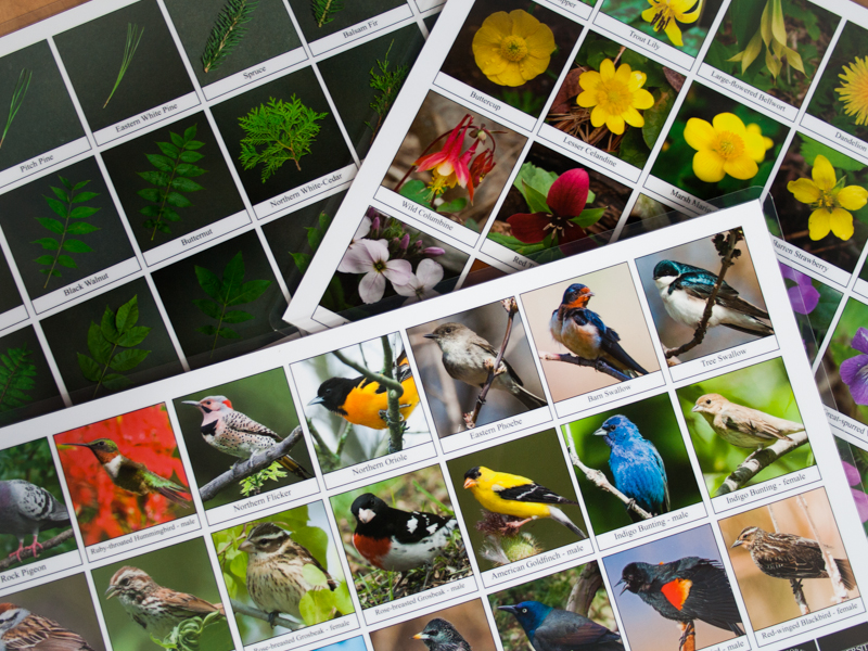 colour photo of biodiversity sheets piled 