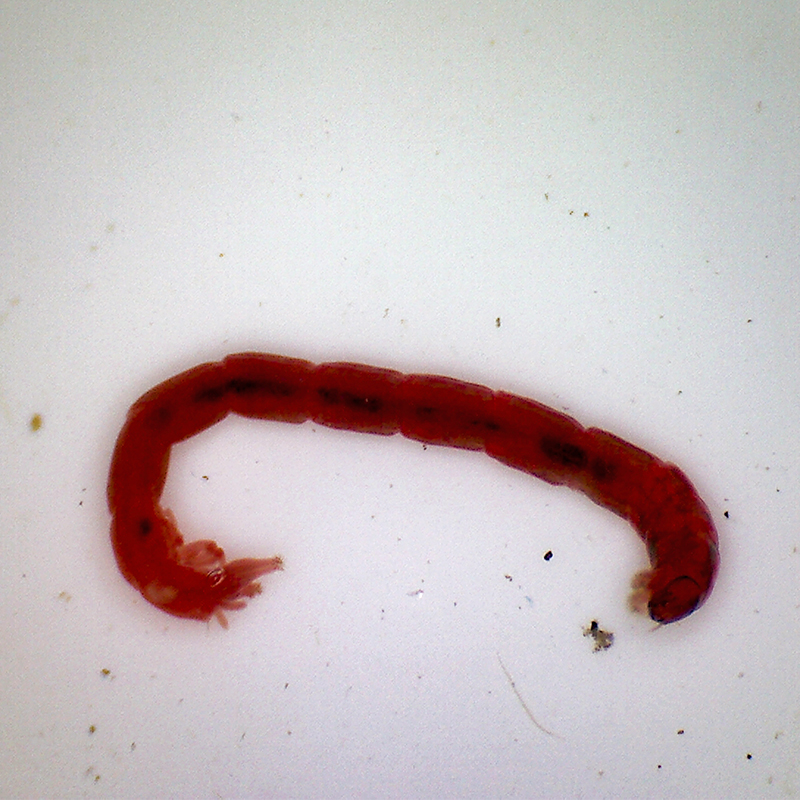 colour photo of an underwater red coloured worm 