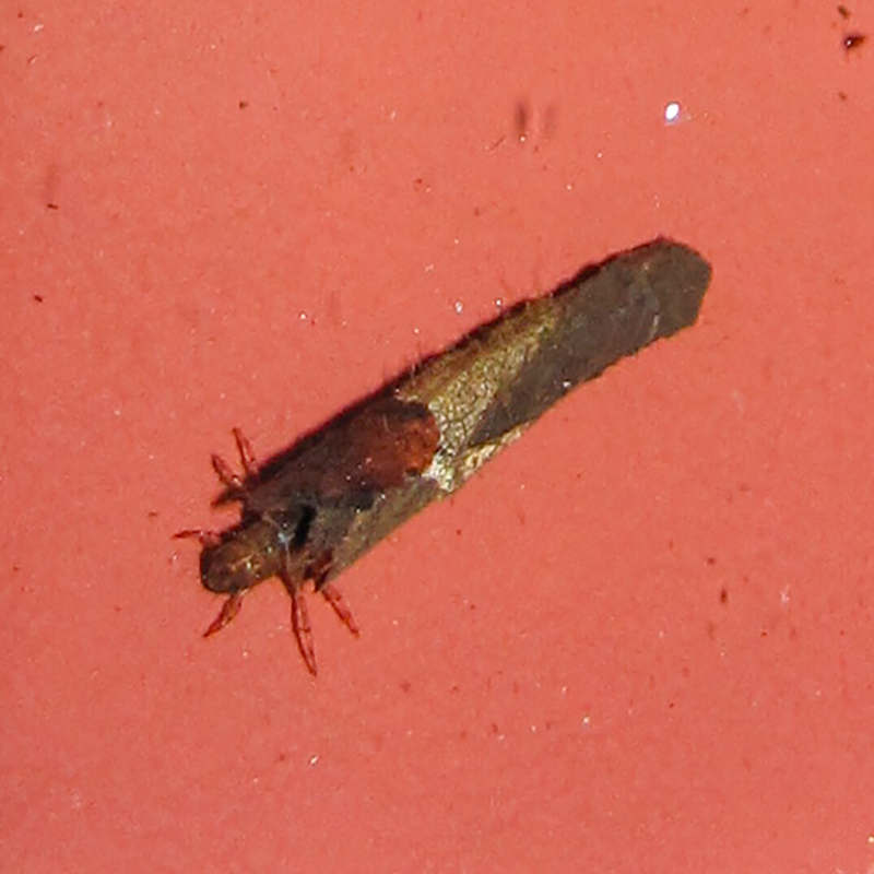 colour photo of an insect larva on a red surface