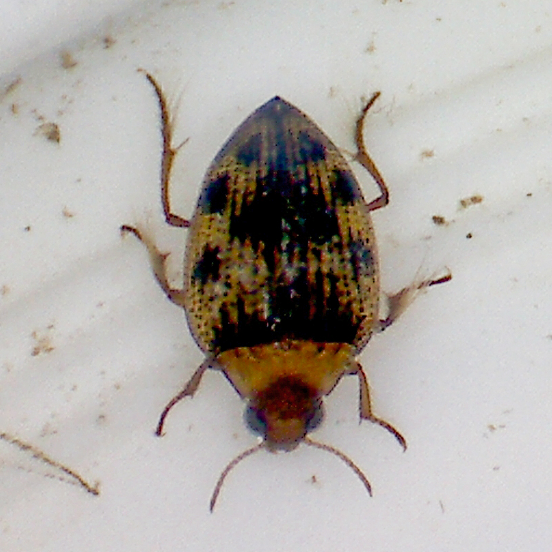 colour photo of a yellow with black spots water beetle ona white surface under water