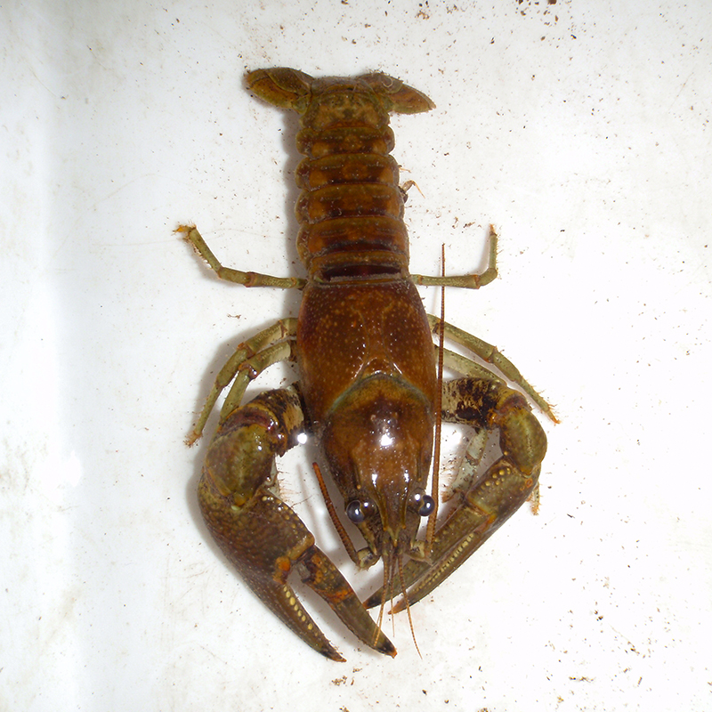 colour photo of a crayfish on a white surface
