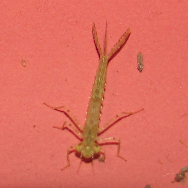 colour photo of an underwater insect with a long thing yellowish body on a red surface