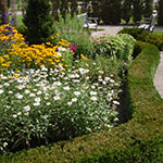 part of a perennial garden