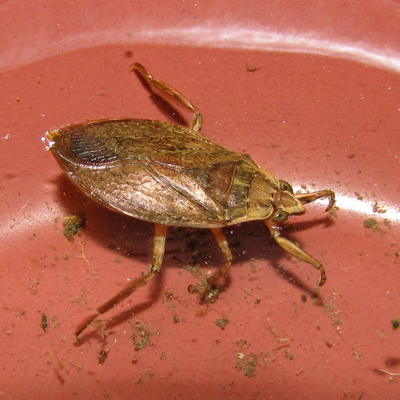 colour photo of a yellow water bug on a red surface