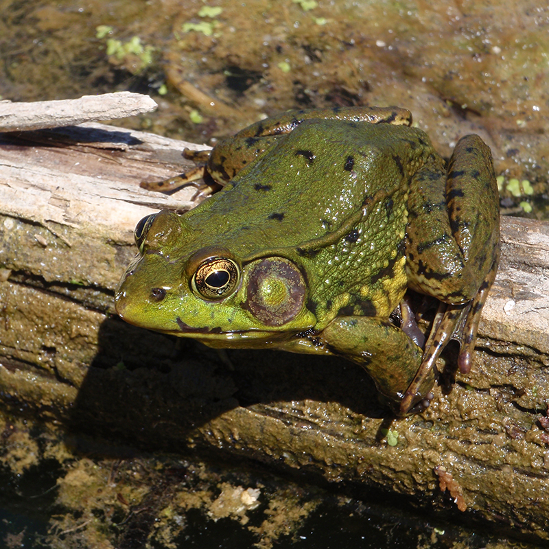 colour photo of a green frog