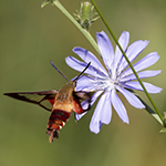Hummingbird Moth photo by Kyle Horner