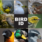 Bird ID graphic