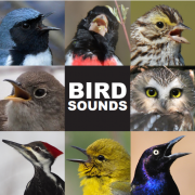 collage of 8 birds representing bird groups in workshop series