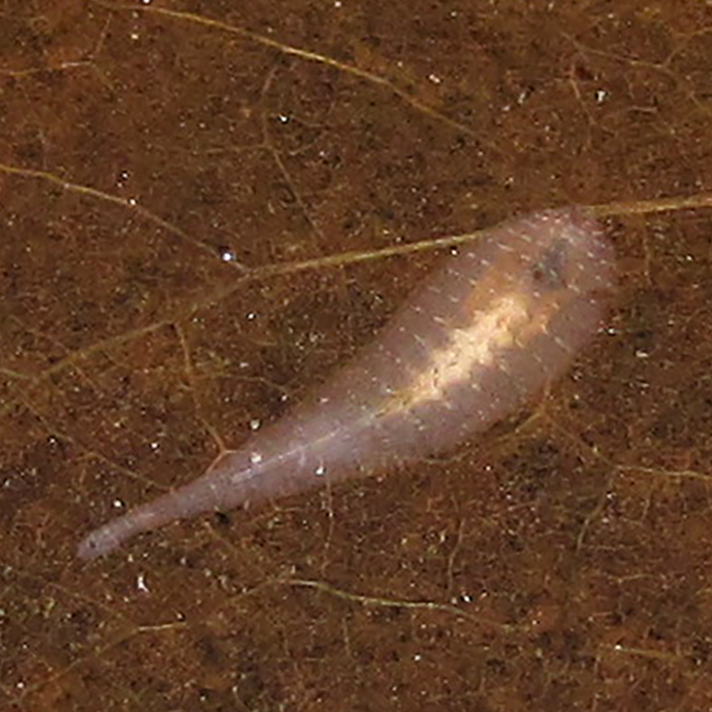 colour photo of a transparent leech on a brown leaf under water