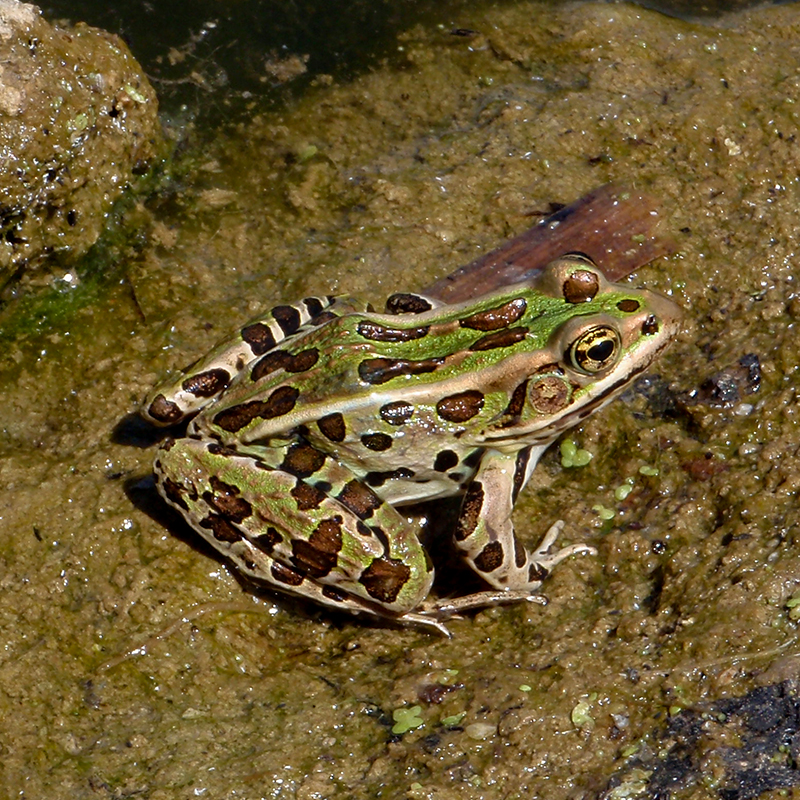 Colour photo of a green frog with brown spots