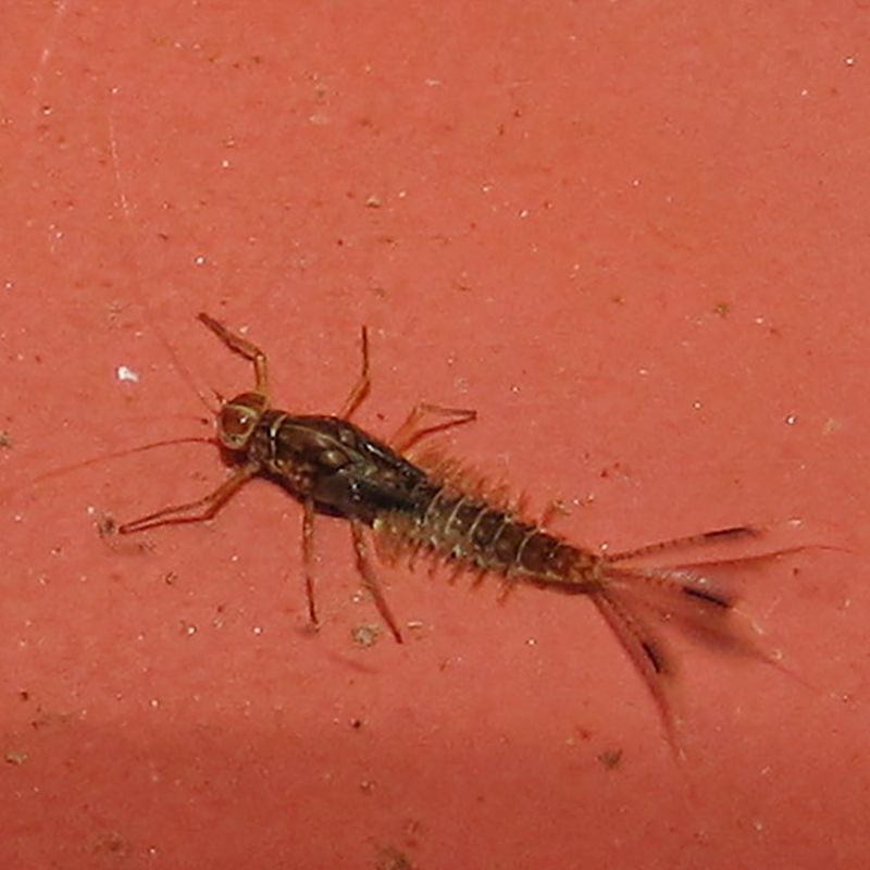 colour photo of an underwater insect with a longbody and fan like tail on a red surface